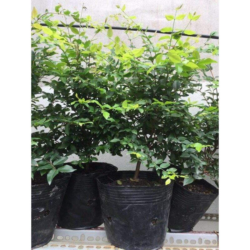 CÂY GIỐNG NHO THÂN GỖ NAM MỸ 18 THÁNG CHO TRÁI
