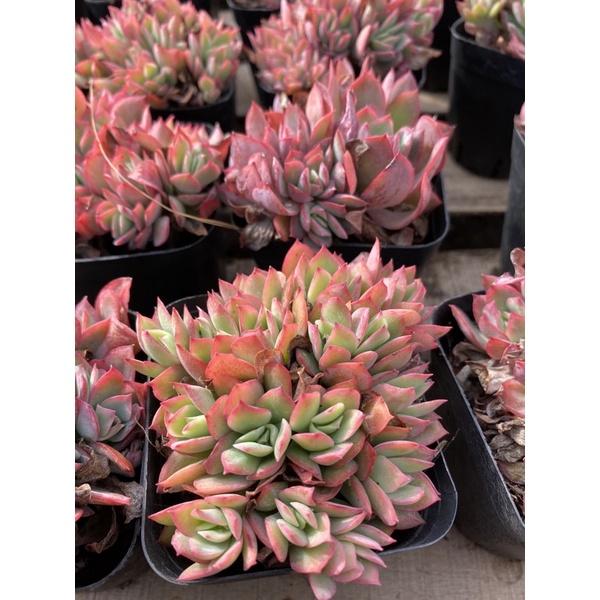 cây sen đá echeveria elegans, phượng hoàng lửa