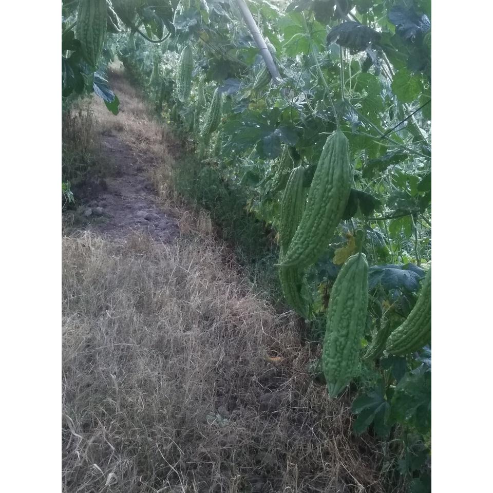 Hạt Giống khổ qua lai F1 - Agri Long 999