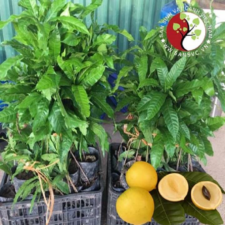 Cây Vú Sữa Hoàng Kim giống