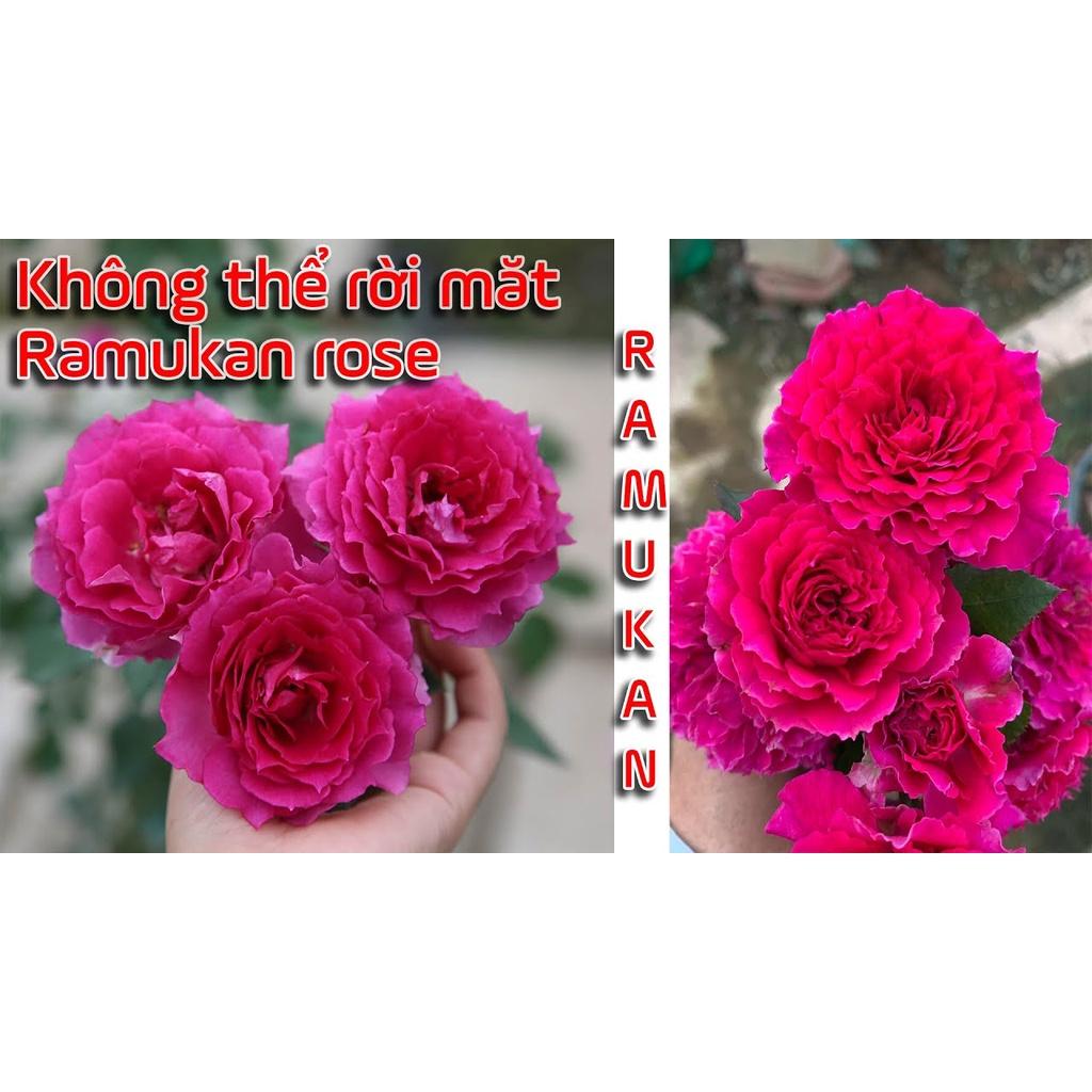 Hoa hồng ngoại Ramukan - cây giống rễ trần