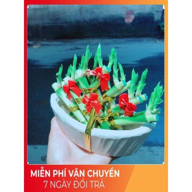 Chậu Trúc Phát Tài Thuyền May Mắn