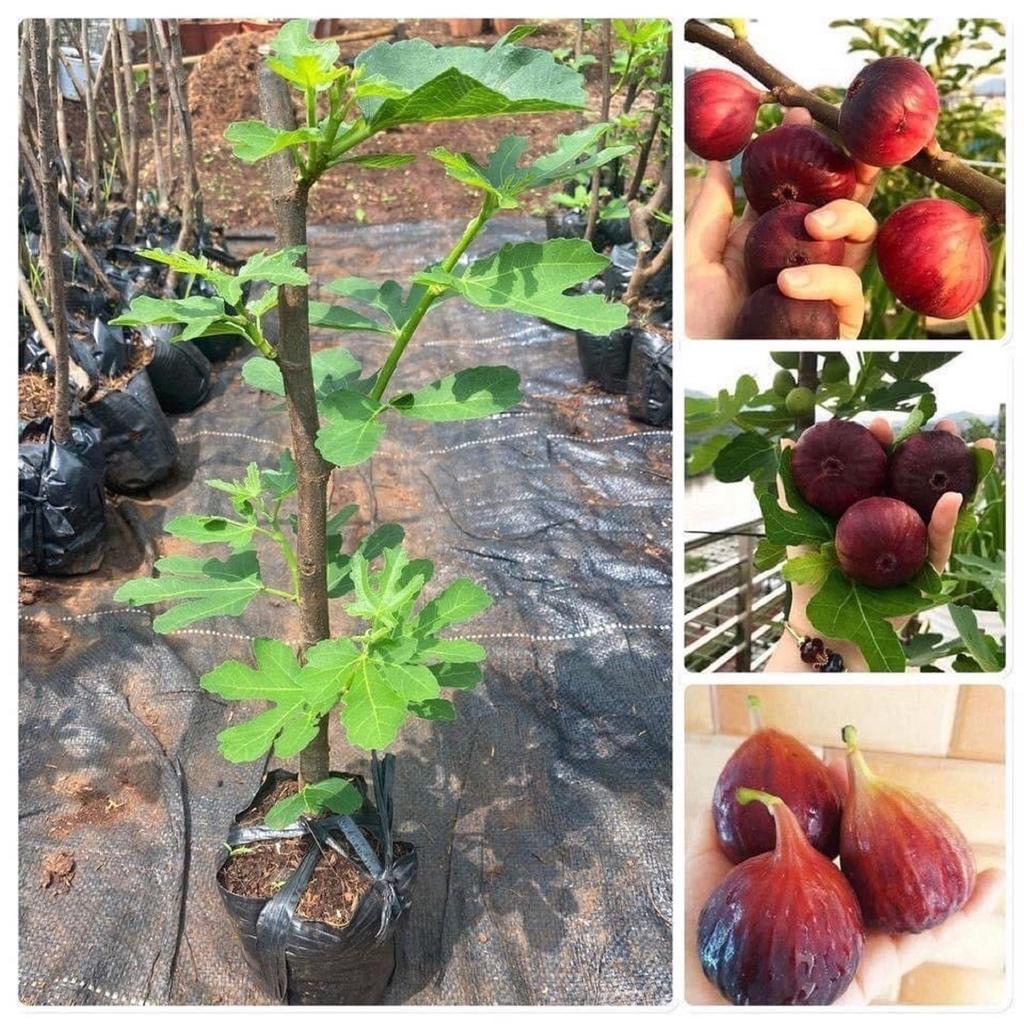 Cây giống Sung Mỹ. .