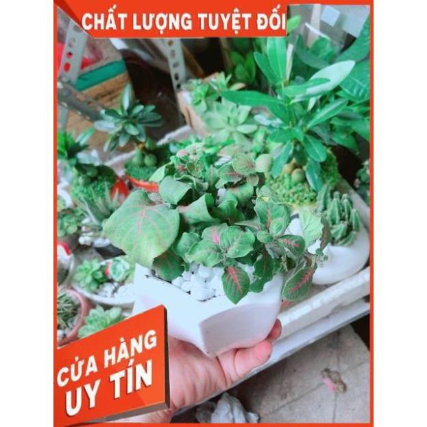 Chậu Cẩm Nhung