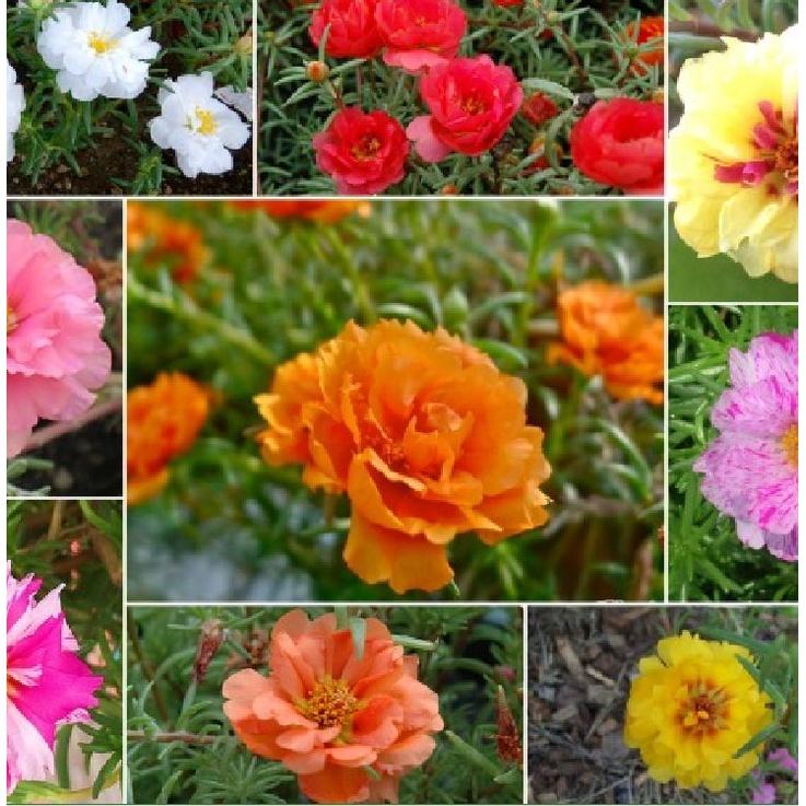 Combo 4 gói hạt giống hoa các loại dễ trồng ,ngắn ngày-gói 50 hạt/tặng kèm gói phân bón lót