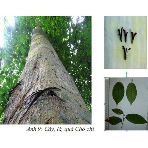 CÂY CÂY CHÒ CHỈ giống