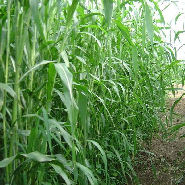 Hạt giống cỏ Sudan lai - Cỏ Cao Lương