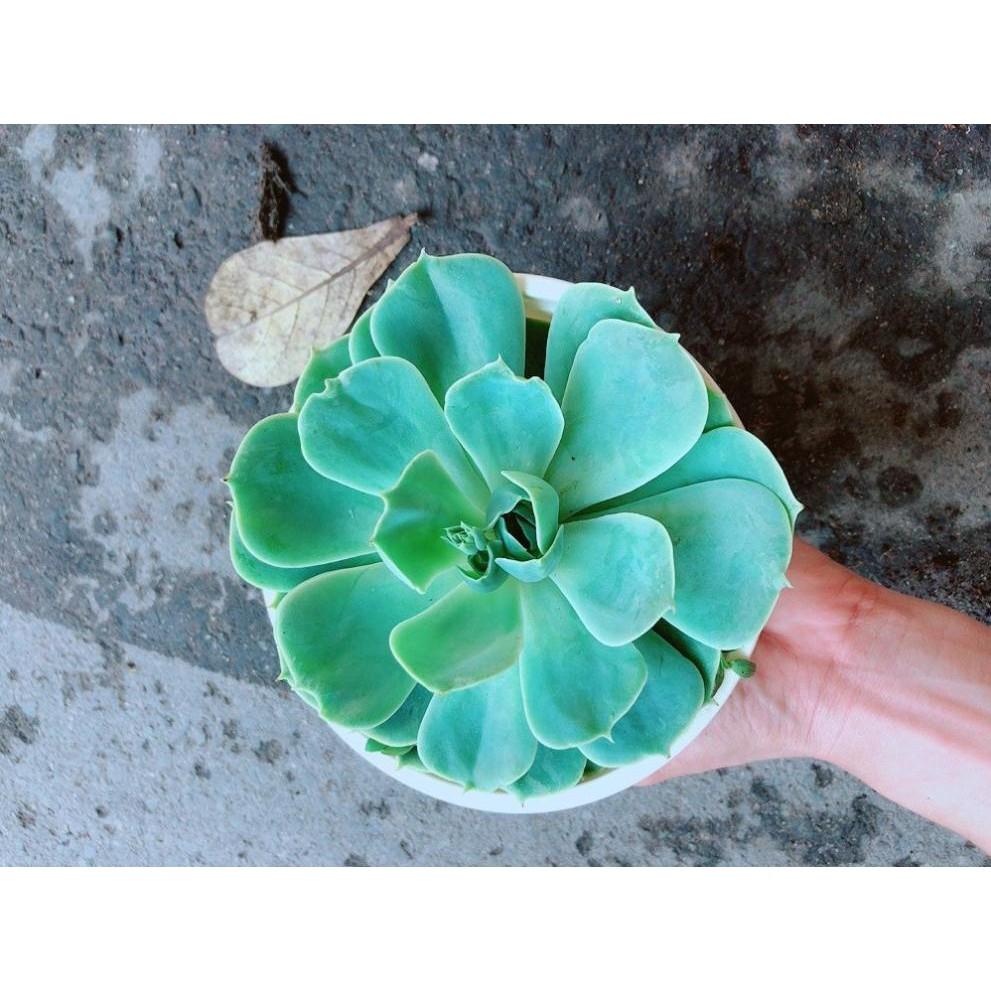 Chậu Sen Đá Xanh Đất Bán Chạy