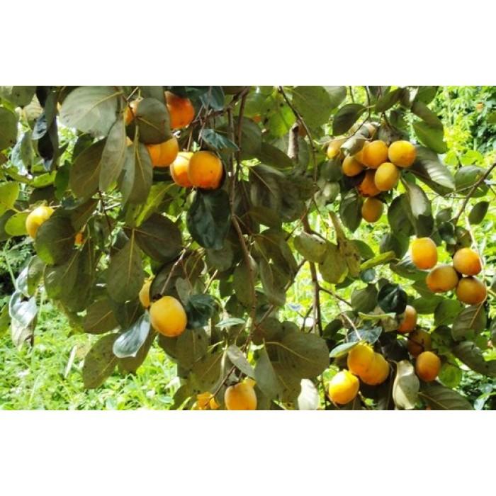 CÂY GIỐNG HỒNG QUẢ ĐỎ SIÊU NGON SIÊU QUẢ
