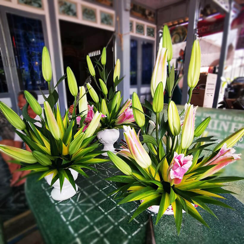 Bột cắm hoa cắt cành Longlife SG của Israel - Food For Cut Flower , giúp shop hoa bảo quản hoa tươi lâu và không thay nước, cắt tỉa gốc hay hạn chế thay hoa định kỳ theo tuần