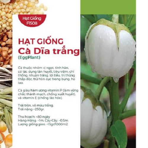 Hạt Giống Cà Dĩa Trắng