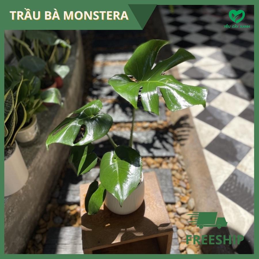 Cây Trầu Bà Monstera deliciosa (Cây Quái Vật, Trầu Bà Lá Xẻ)