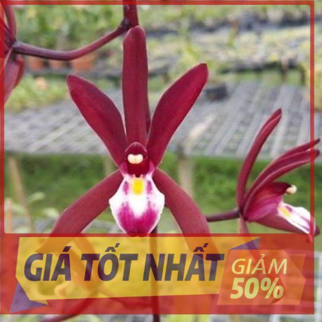 Hoa lan kiếm, Hoa lan kiếm đỏ Thái cây đẹp, cam kết chất lượng