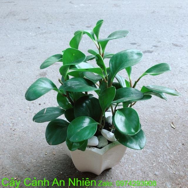 Chậu Cây Trường Sinh