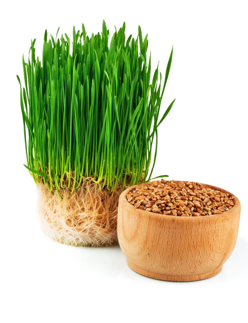 Hạt Giống Cỏ Lúa Mì Đỏ - Cỏ Lúa Mạch - Wheatgrass (100 Gam)