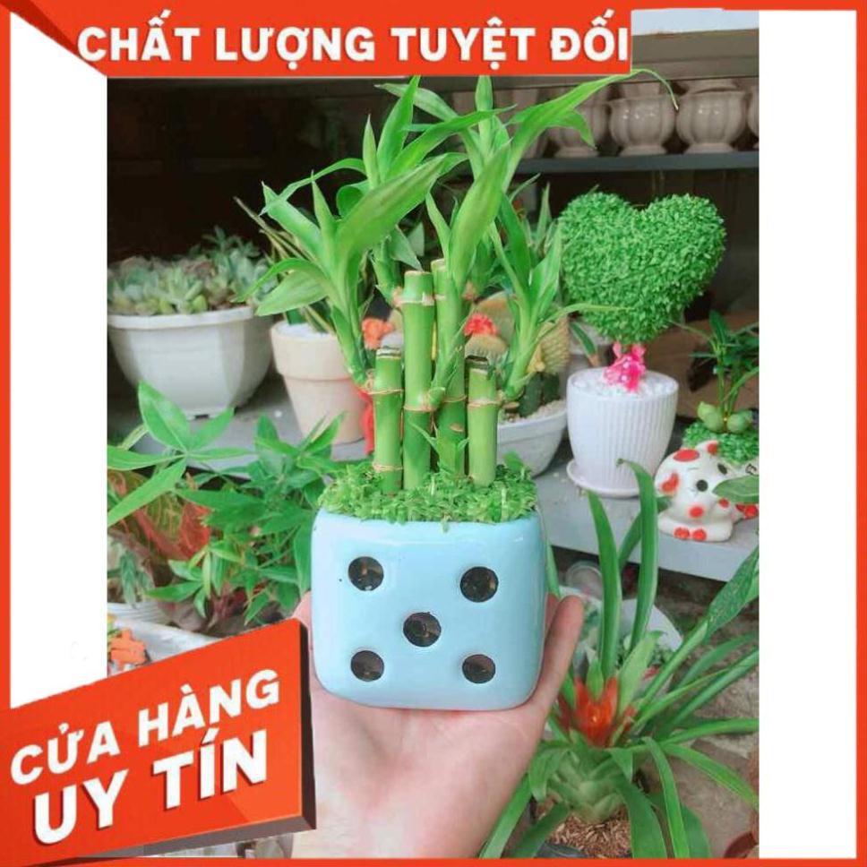 Chậu trúc phát tài Nhiều Người Mua