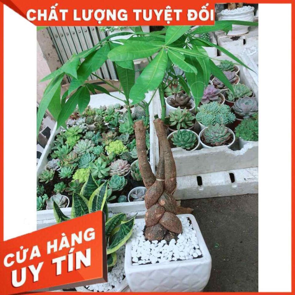 Chậu kim ngân thắt bím 3 thân Nhiều Người Mua