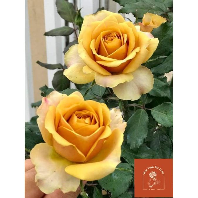 Hoa hồng Tree Thân Gỗ Pine Dream rose Vàng đồng sang chảnh quý phái