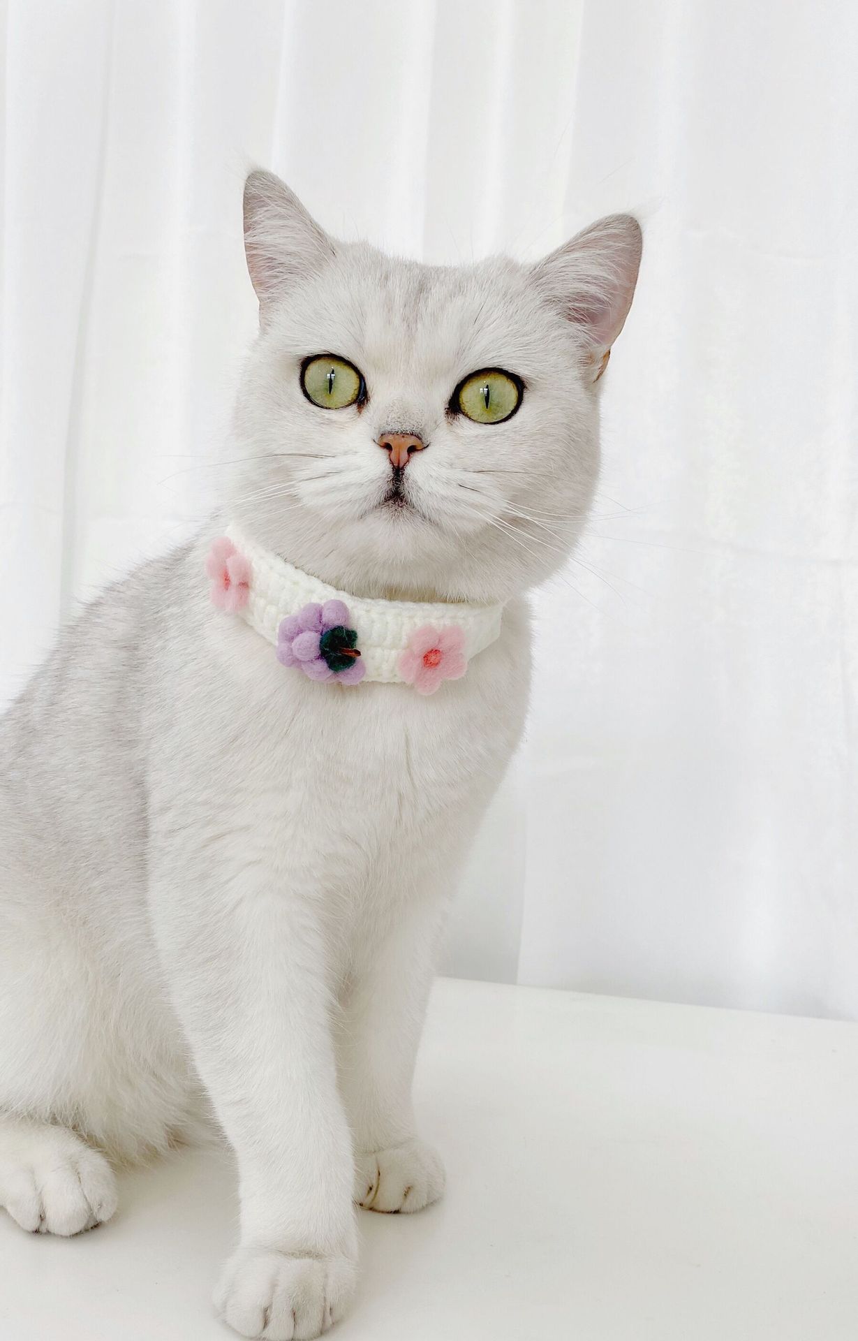 Vòng cổ len cao cấp cho chó mèo - Genyo Collar 062