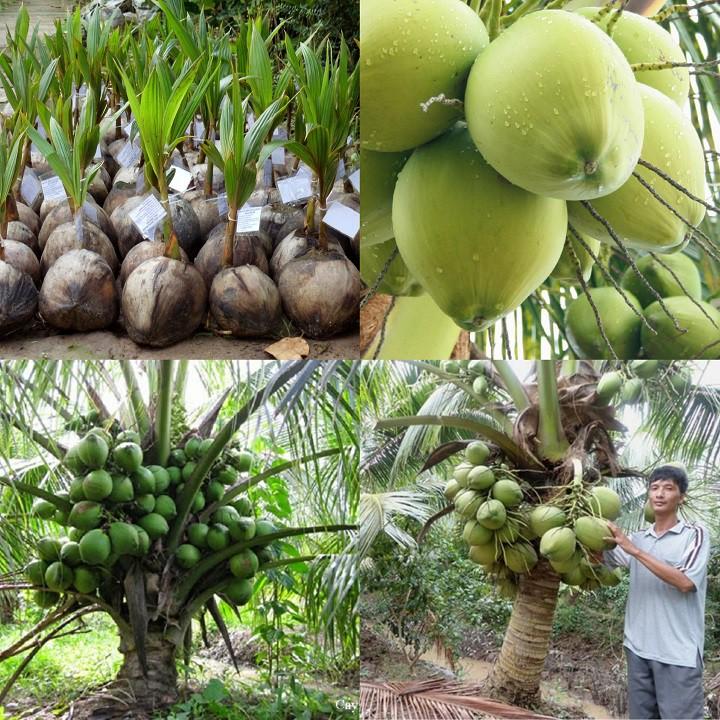 CÂY GIỐNG DỪA XIÊM LÙN XANH BẾN TRE SIÊU QUẢ, NĂNG SUẤT CAO CHUẨN F1
