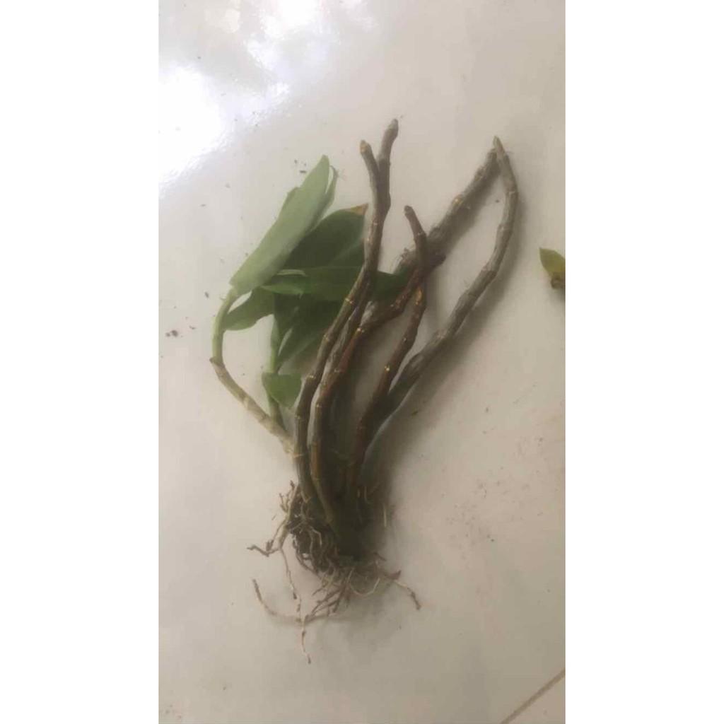 Trầm tím rừng