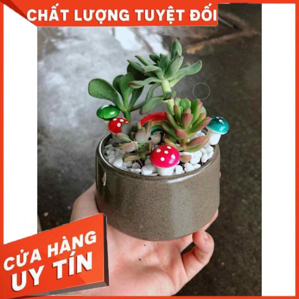 Chậu sen đá tiểu cảnh Nhiều Người Mua