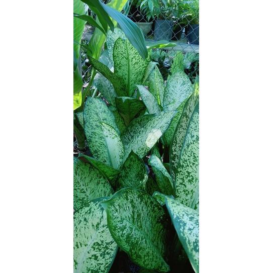 Cây Tỷ Phú Lớn