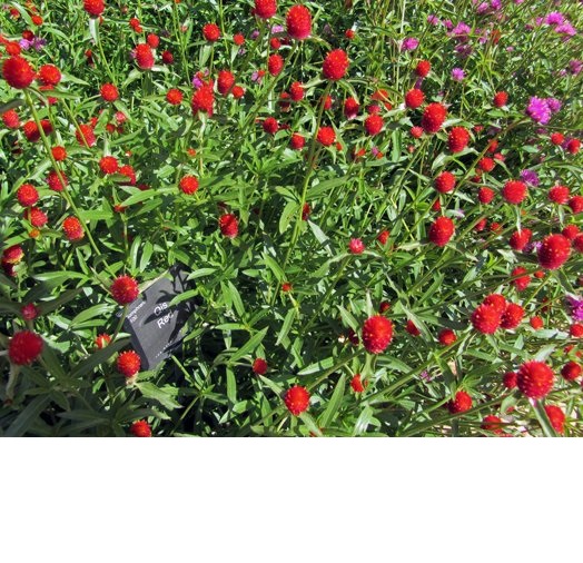 2 Gói Hạt Giống Hoa Cúc Bách Nhật Đỏ