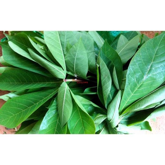 2 KG LÁ cây  KHOAI MÌ  tươi.