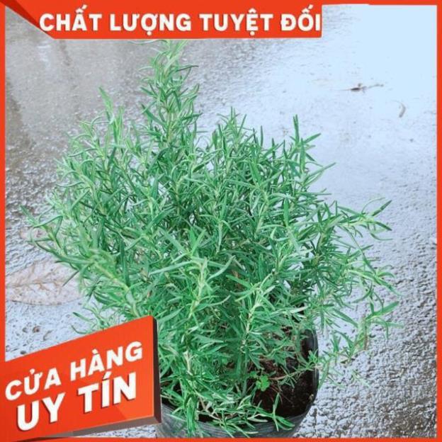 Hương Thảo Lớn