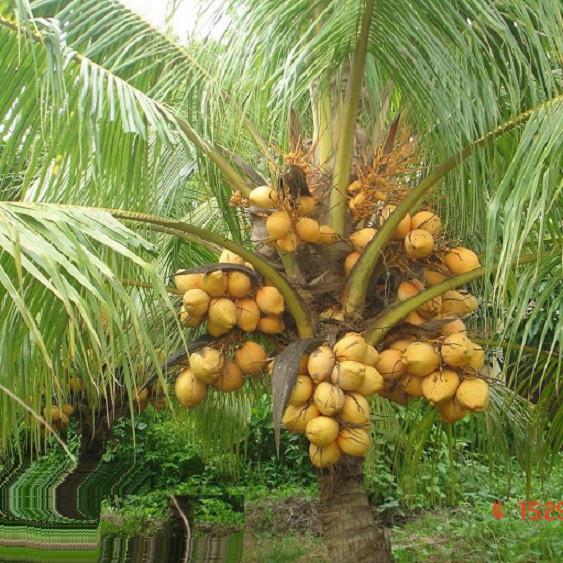 CÂY GIỐNG DỪA XIÊM LÙN ĐỎ