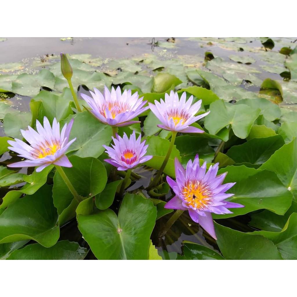 2 cây hoa súng thái lan đủ màu