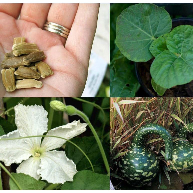 Hạt giống bầu thiên nga CT05 - Gói 5 hạt