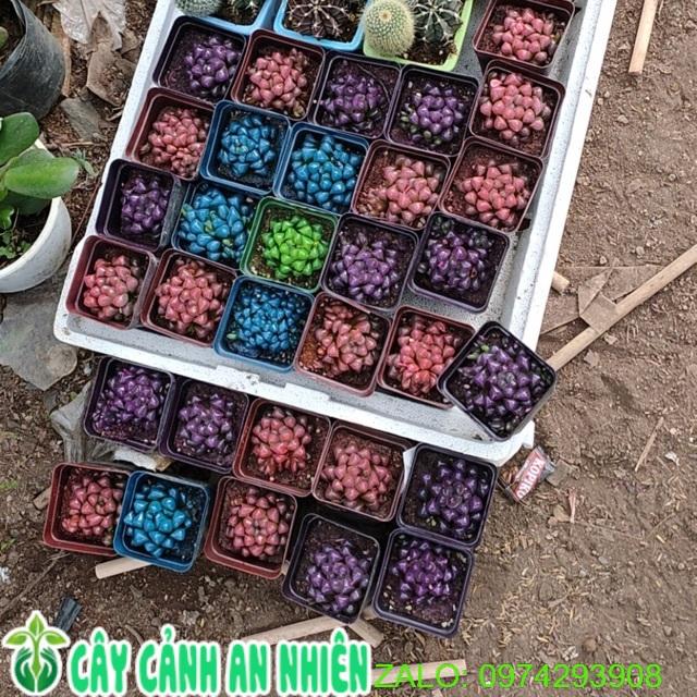 Cây Kim Cương Copi đồng giá 60k/cây