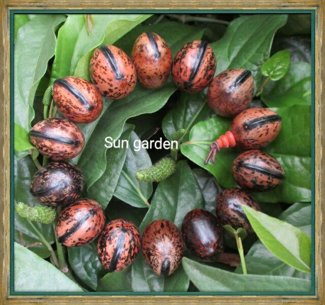 VÒNG TAY BÌNH AN HẠT BỒ ĐỀ TỰ NHIÊN