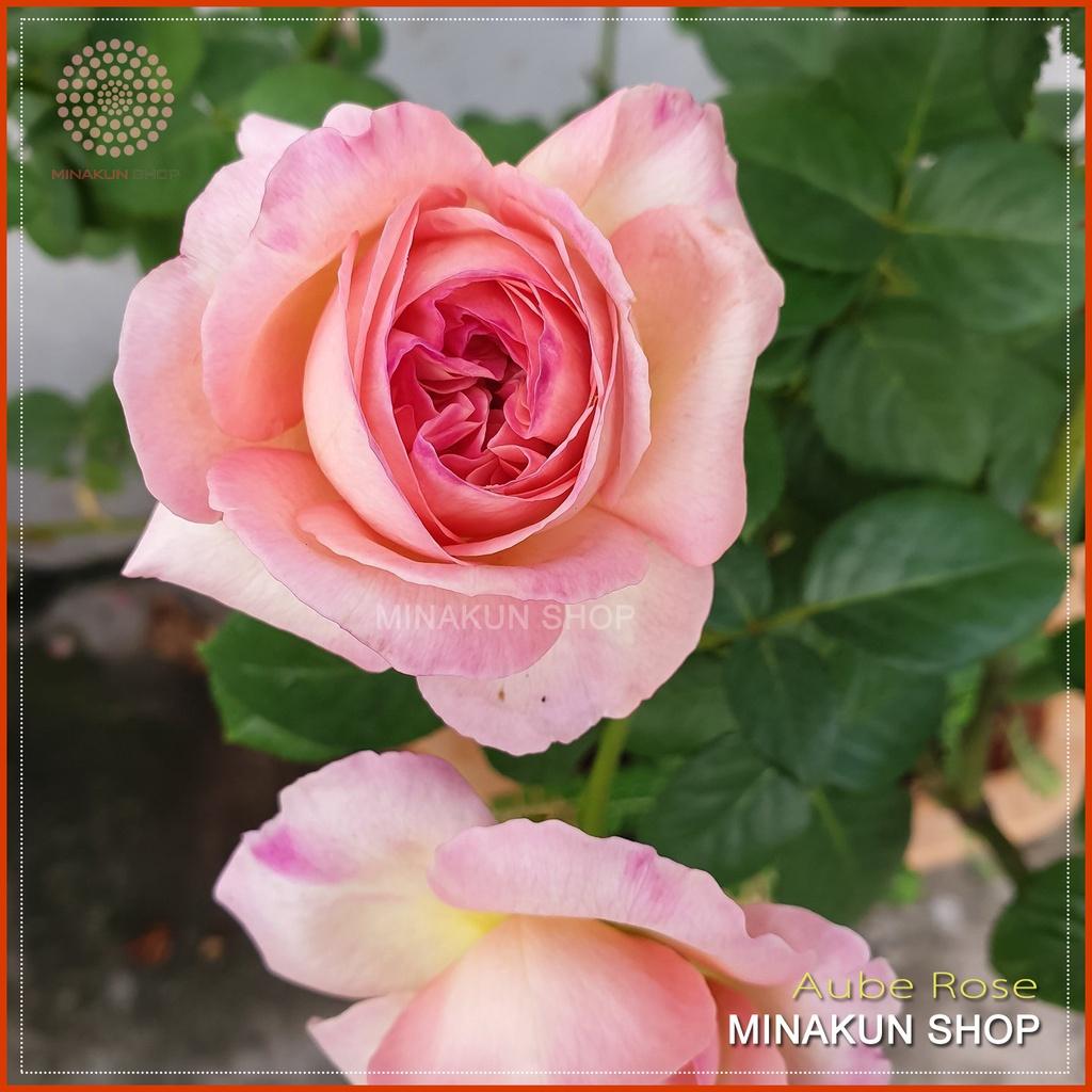 Hoa hồng ngoại Aube Rose siêu đẹp cực hot