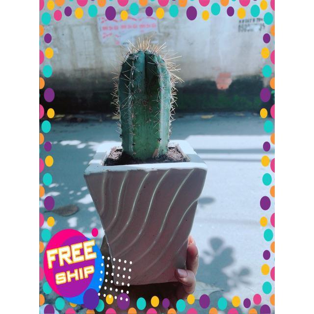Xương Rồng Trụ