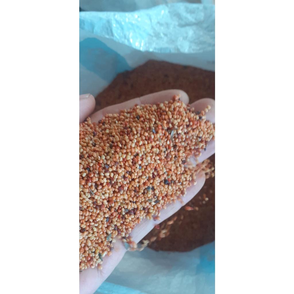 Hạt giống muồng vàng nhỏ - 1kg