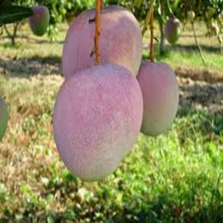 CÂY GIỐNG XOÀI TÍM SIÊU QUẢ