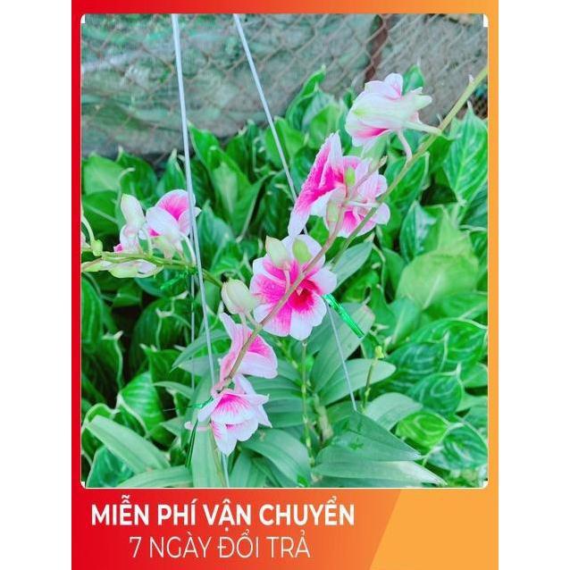 Chậu Lan Dendro