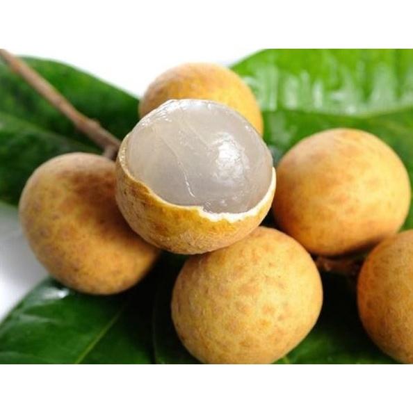 Cây giống NHÃN XUỒNG CƠM VÀNG )