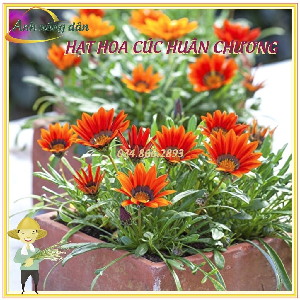 Gói Hạt giống hoa cúc huân chương mix nhiều màu - dễ trồng, dễ chăm sóc