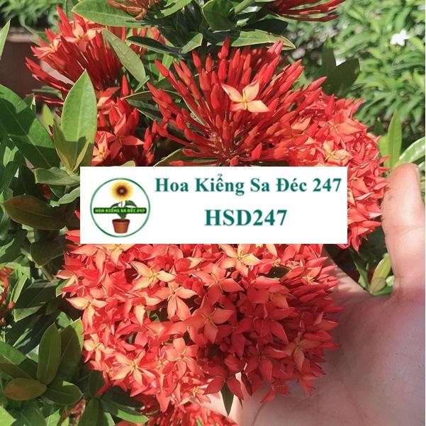 Cây mẫu đơn đỏ tặng phân bón - trang trí nội thất cảnh quan sân vườn ngoài trời