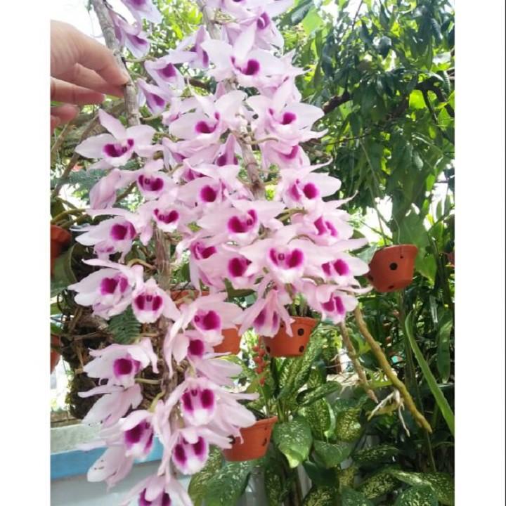 Phi điệp tím thái hàng gieo hạt