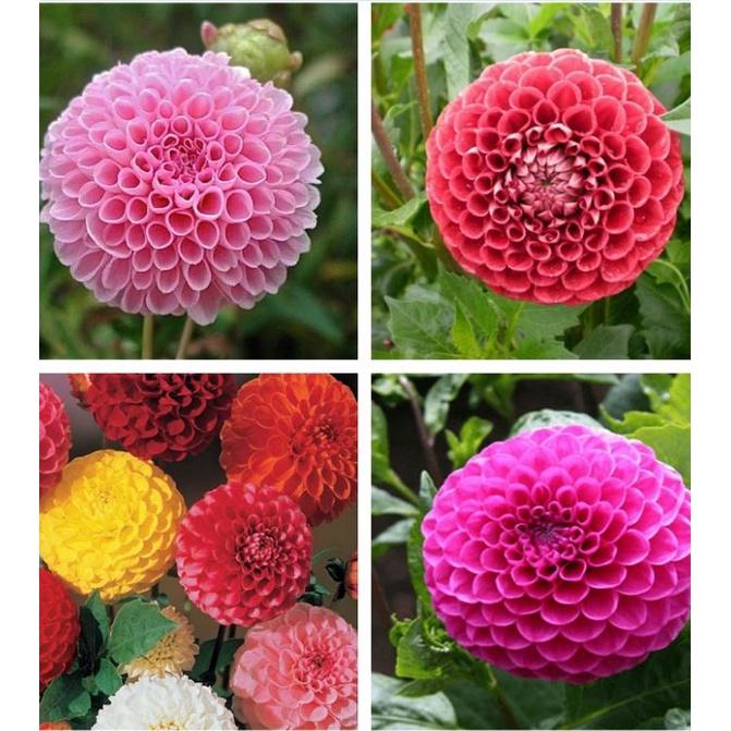 Hoa thược dược tổ ong Mix Màu - 1 gói 50 hạt