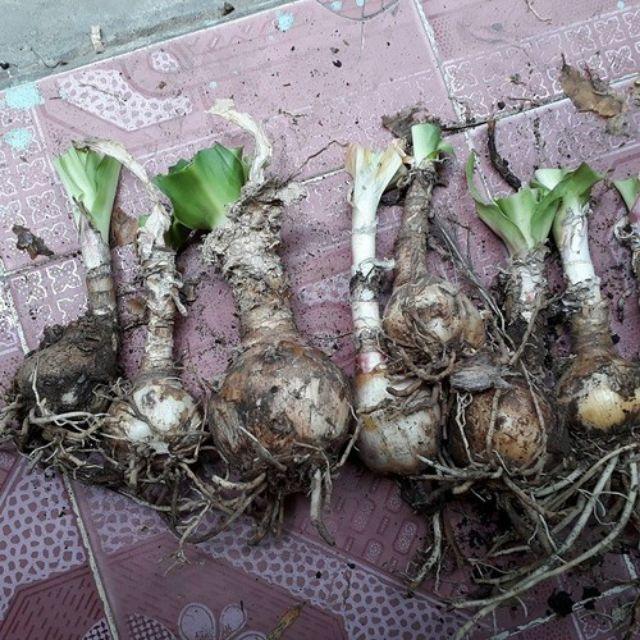 Củ giống cây trinh nữ hoàng cung