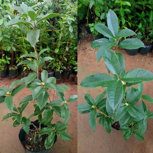 02 Cây Mộc Hương Ta Khỏe 981SP PV 15cm