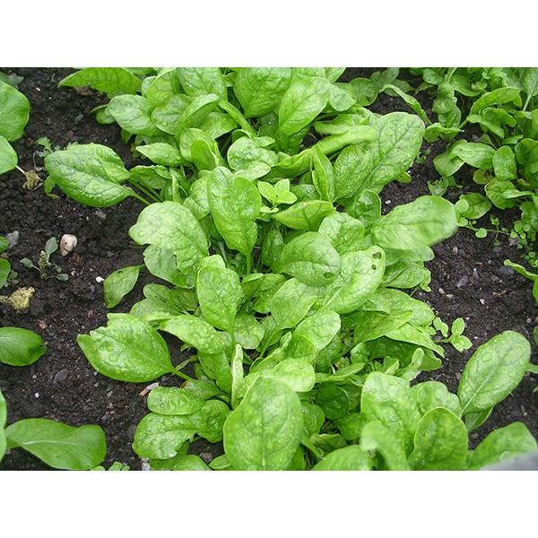 Hạt giống cải bó xôi - 20g