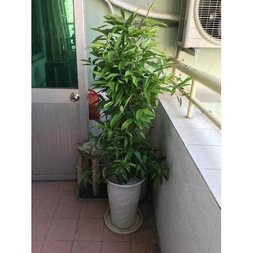 CHẬU CÂY TRÚC NHẬT lá đốm