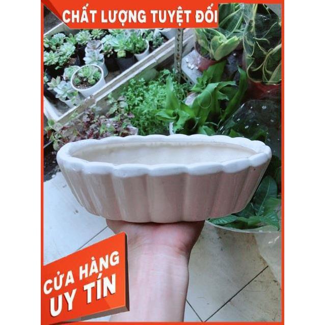 Chậu Trồng Cây